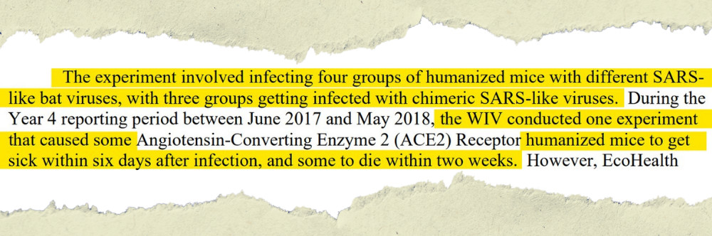 Mice Death Cover-Up