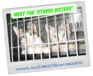 Stokes Sisters
