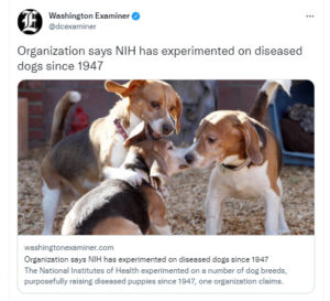 Bleeding Beagle