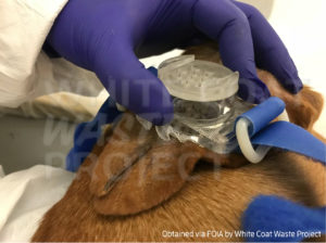 BeagleGate Lab Broke Law