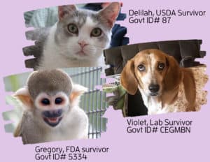 Violet's Law Reintroduced