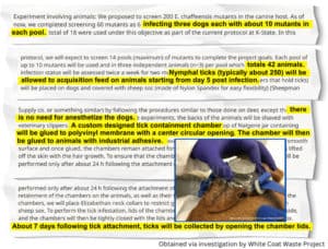 NIH Max Pain Tick Experiments