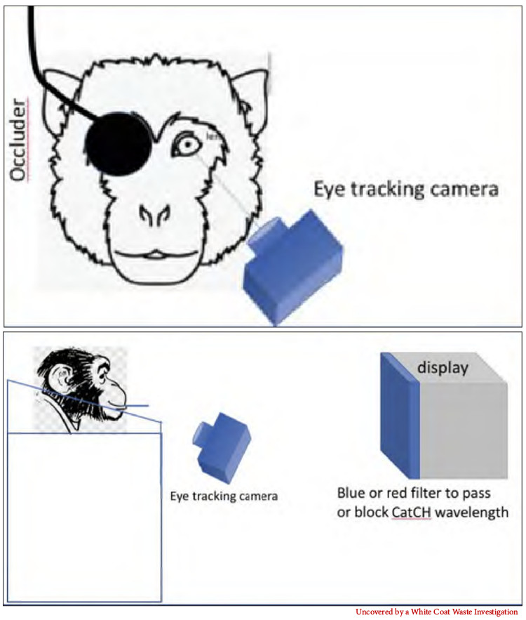 URochester Mutilating Primate Eyes