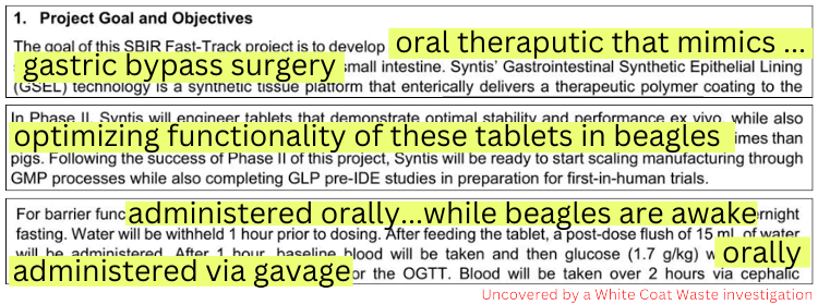 Weight Loss Beagle Torture