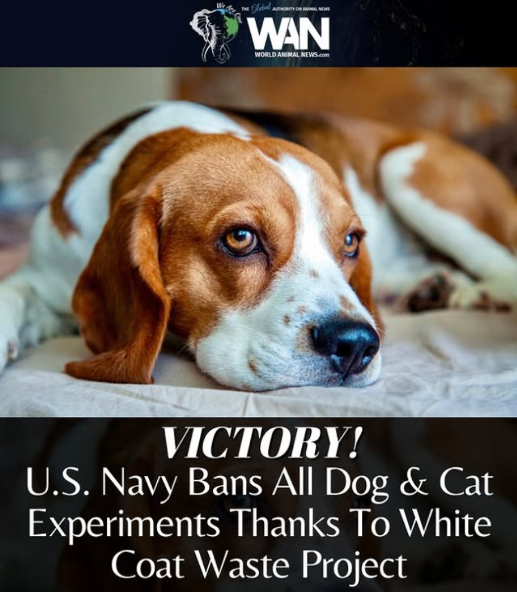 Pentagon Ends Animal Testing