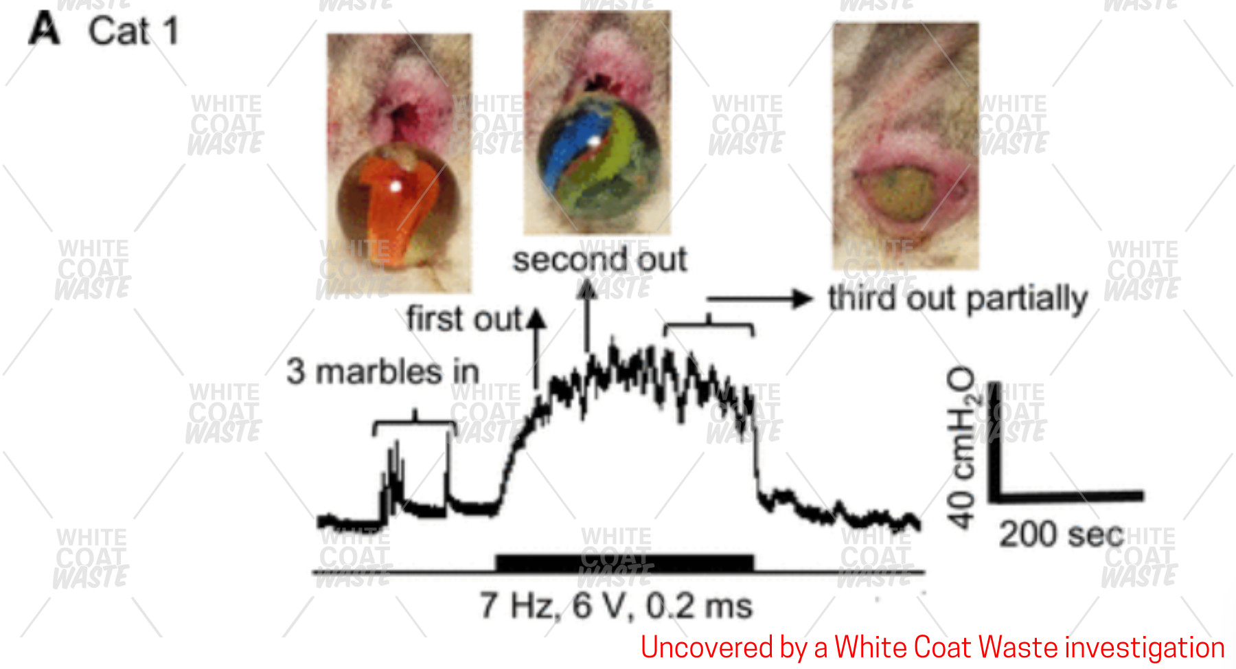 Actual photos of the Navy’s marble-in-rectum cat experiments — uncovered by WCW and cited by Hegseth during the congressional hearing