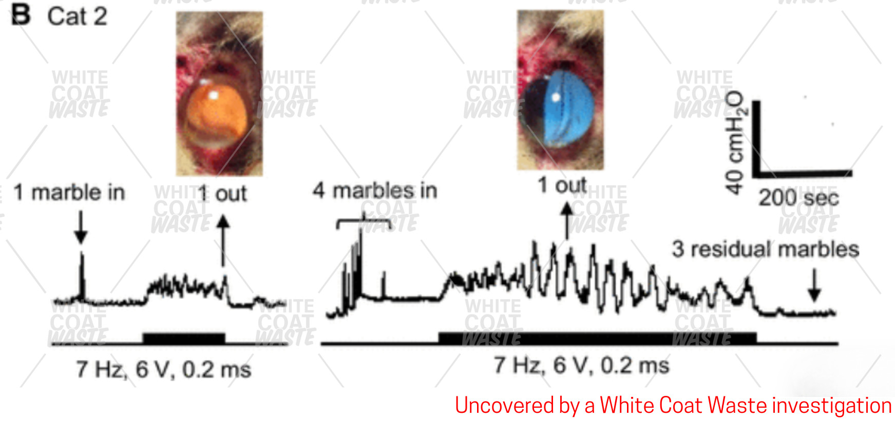 Actual photos of the Navy’s marble-in-rectum cat experiments — uncovered by WCW and cited by Hegseth during the congressional hearing